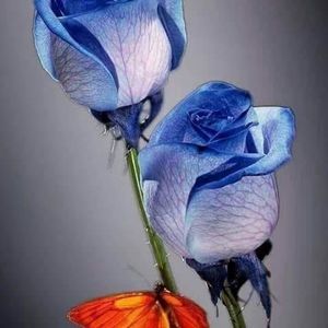 Meet your Posher, Elvira